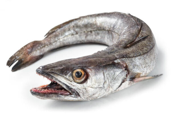 Hake