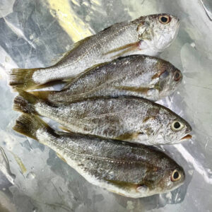 Croaker