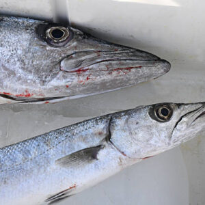Barracuda 1
