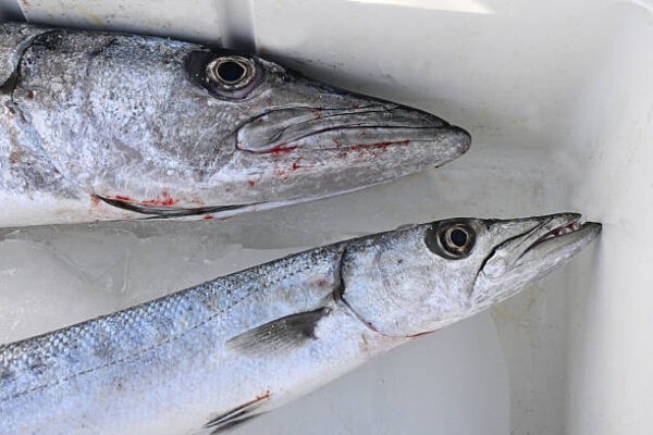 Barracuda 1