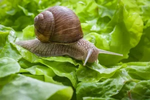 istockphoto-505602225-612x612
