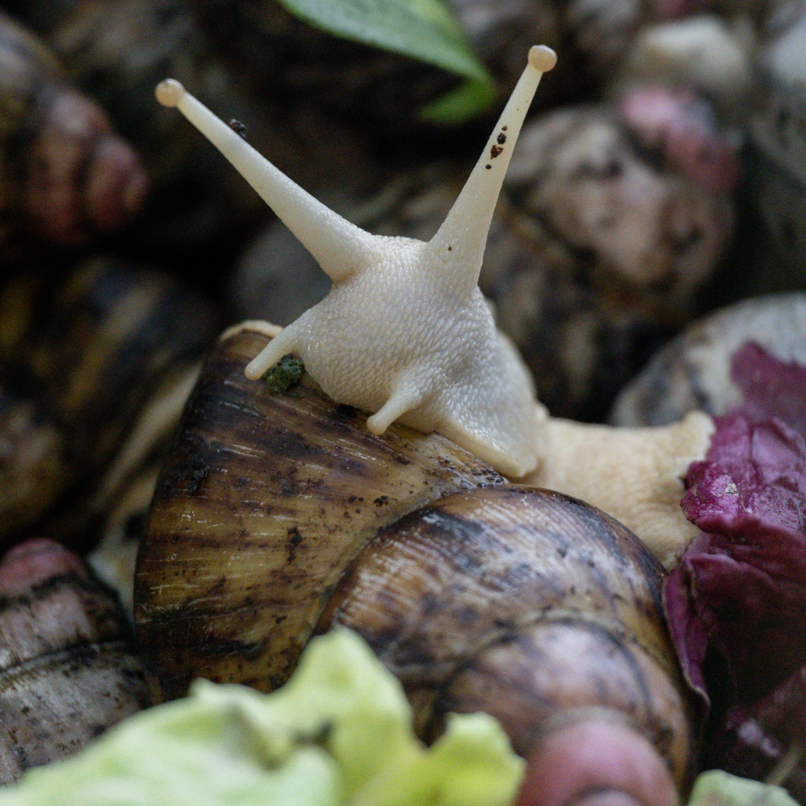 Medium Snails 10pcs